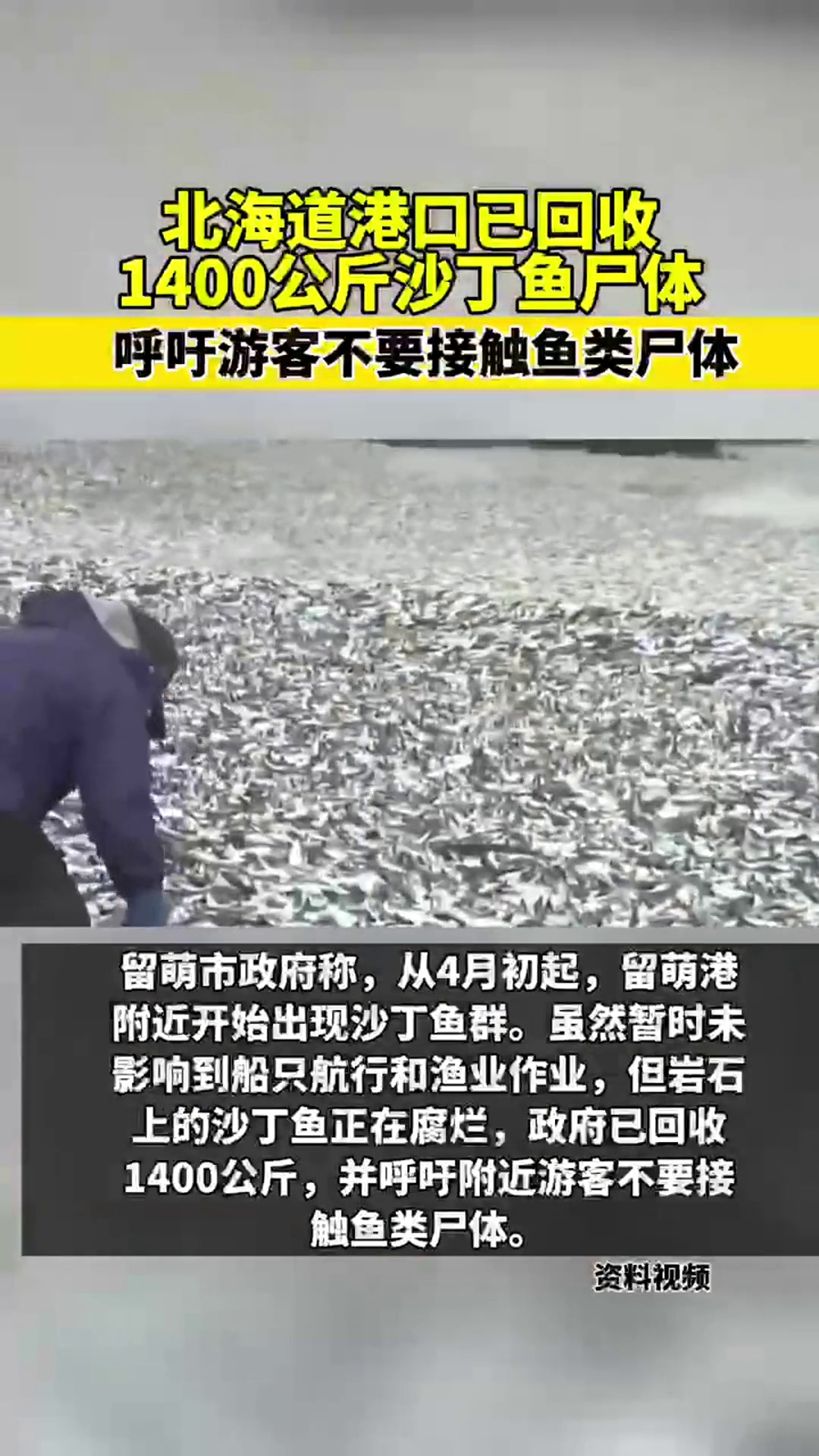 北海道港口已回收1400公斤沙丁鱼尸体 呼吁游客不要接触鱼类尸体来源:头条新闻