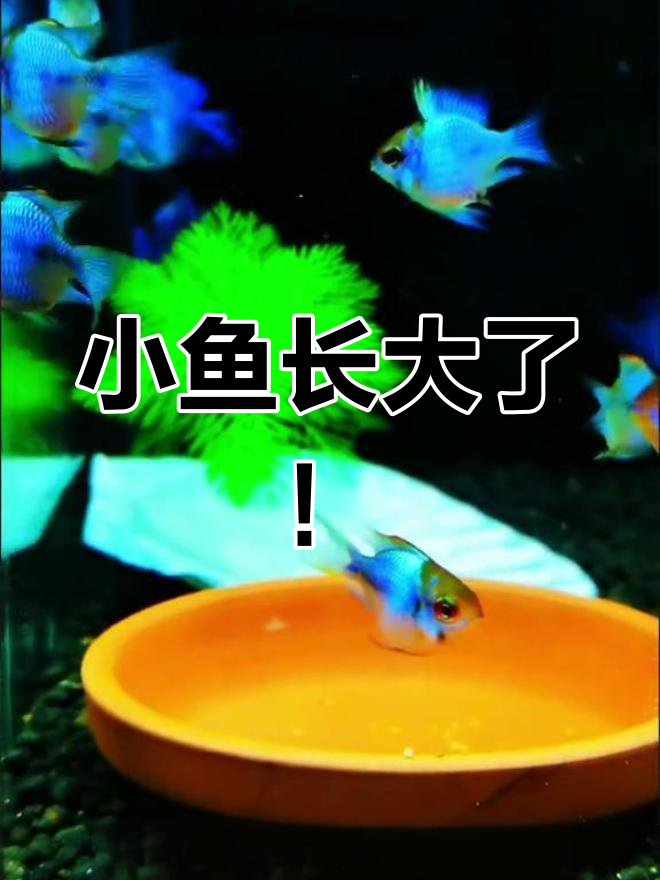 蓝波子小鱼成长记,几个月后变化惊人