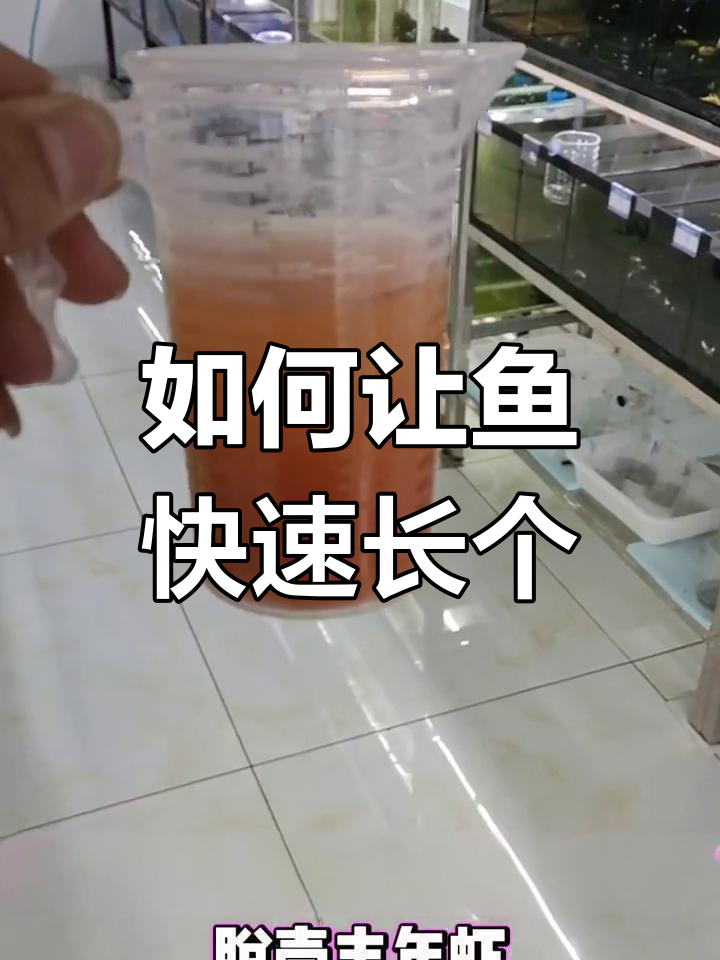 丰年虾喂养误区,如何正确选择饲料
