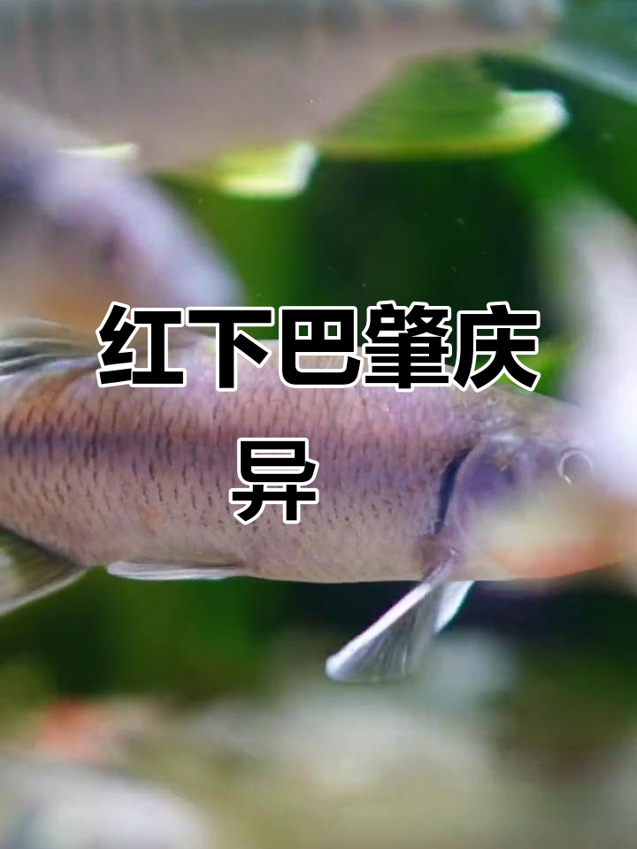 终于钓到肇庆异鱲，红下巴太美了！