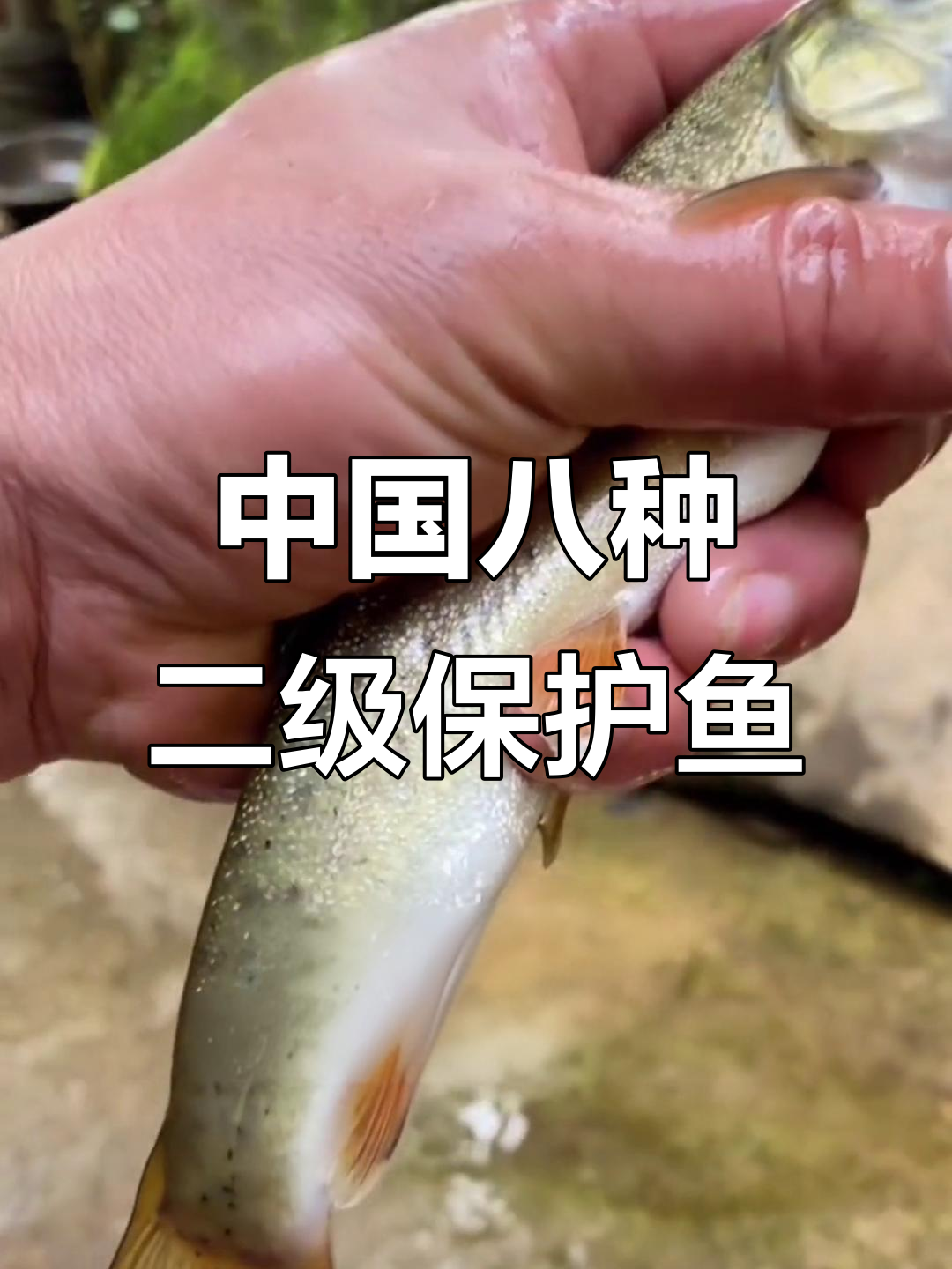 揭秘中国八大二级保护鱼，看看你认识几种？