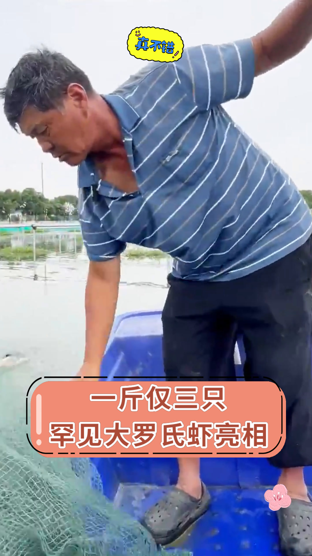 一斤仅三只罕见大罗氏虾亮相