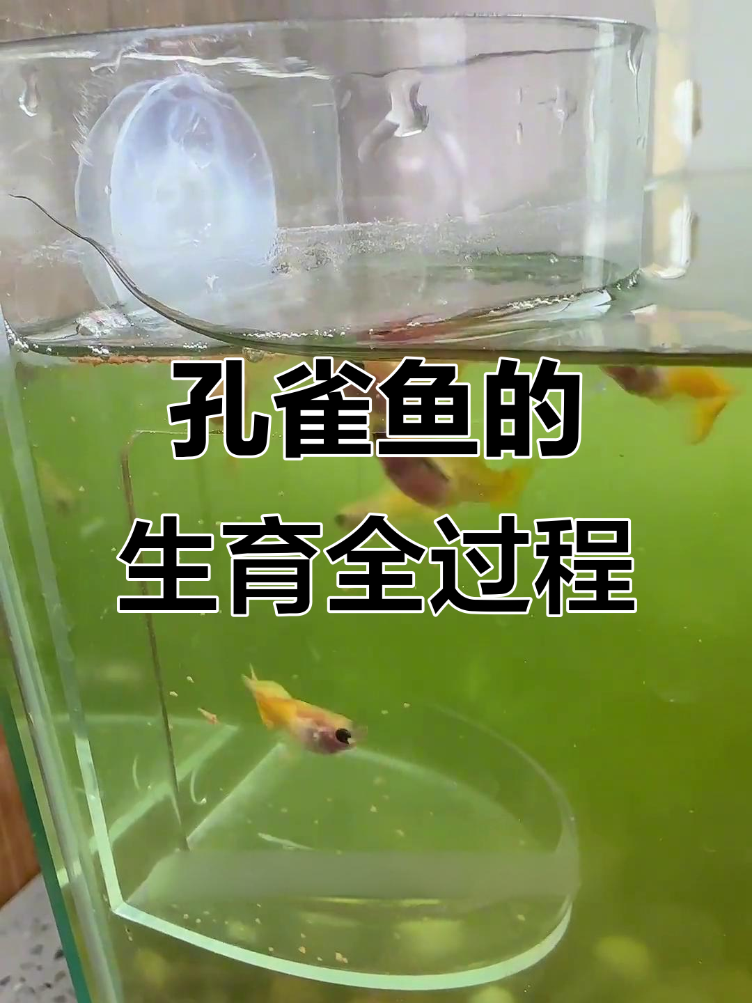 孔雀鱼三个月就生小鱼,繁殖过程全揭秘
