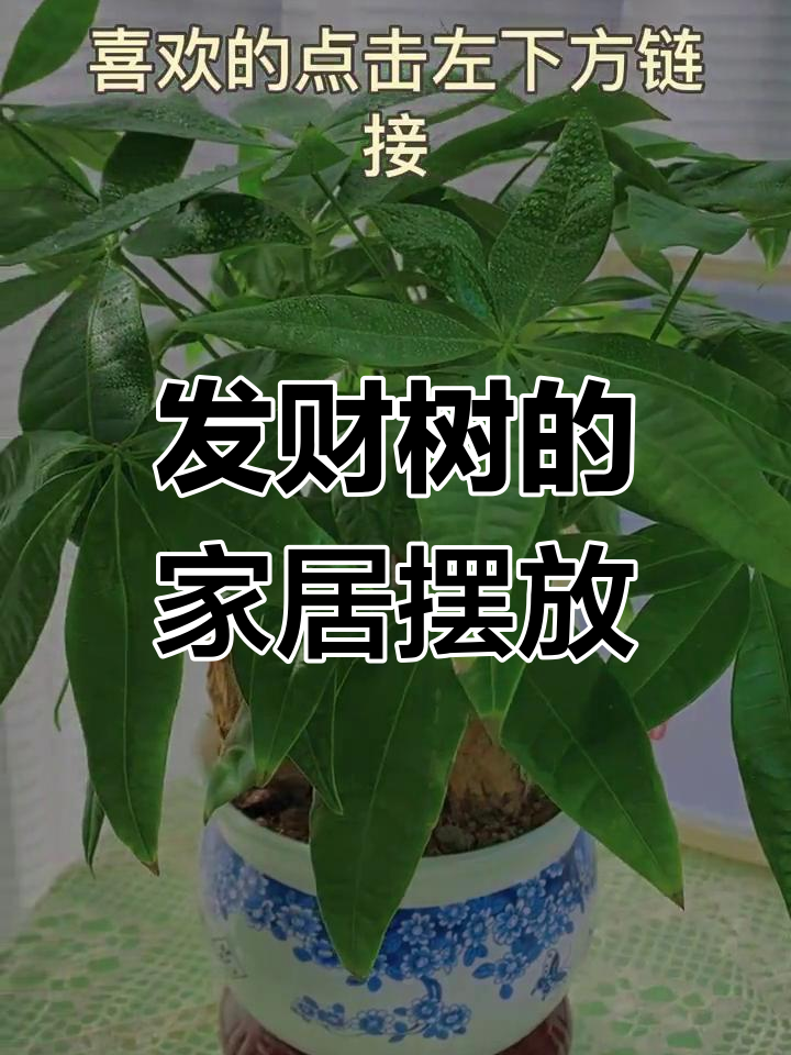 家里放发财树,既美观又招财进宝