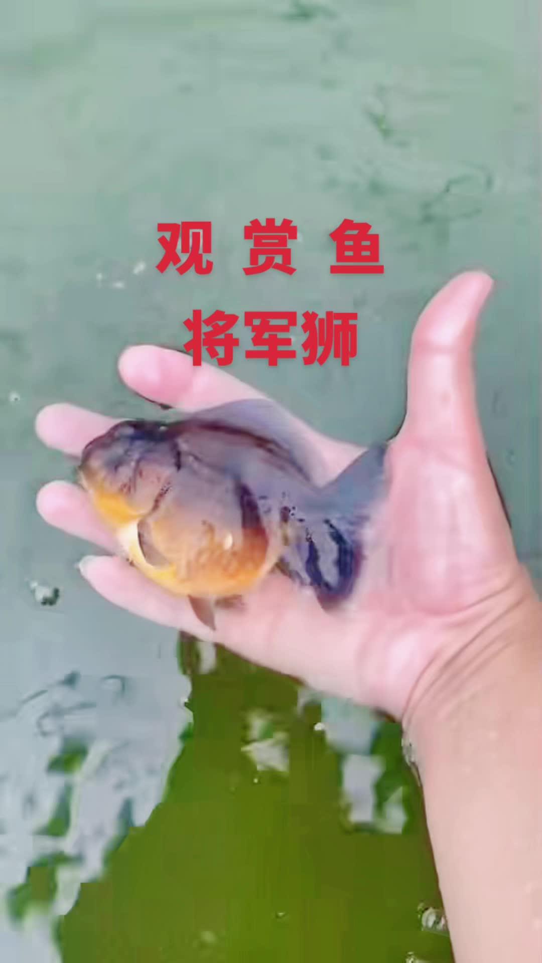 观赏鱼 将军狮 可视频挑选 兰寿金鱼 观赏鱼 现场实拍 水族爱好者 养鱼养心
