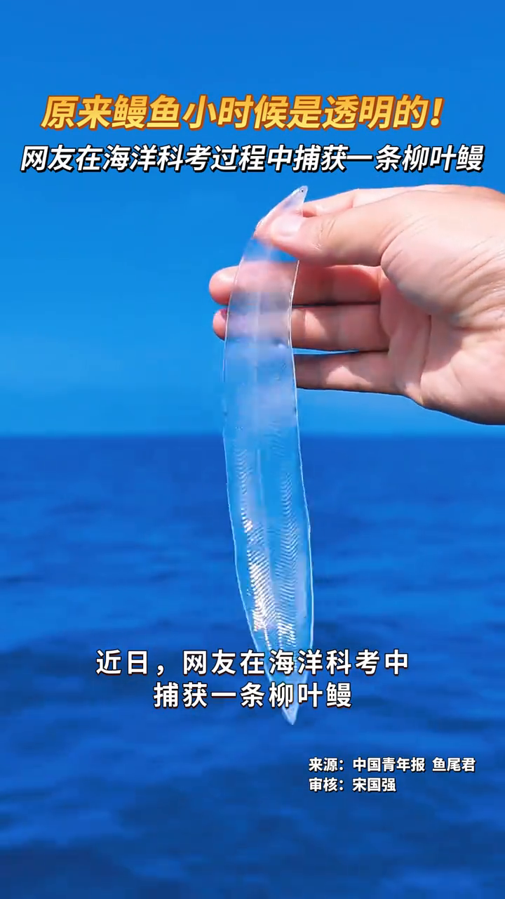 原来鳗鱼小时候是透明的!网友在海洋科考过程中捕获一条柳叶鳗