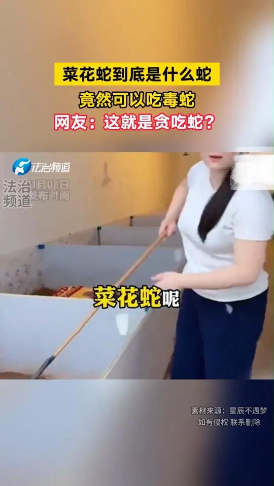 菜花蛇到底是什么蛇 竟然可以吃毒蛇