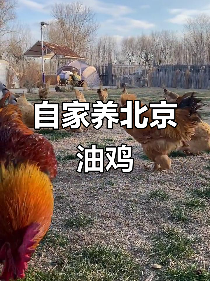 养殖北京油鸡,中华宫廷黄鸡的独特魅力