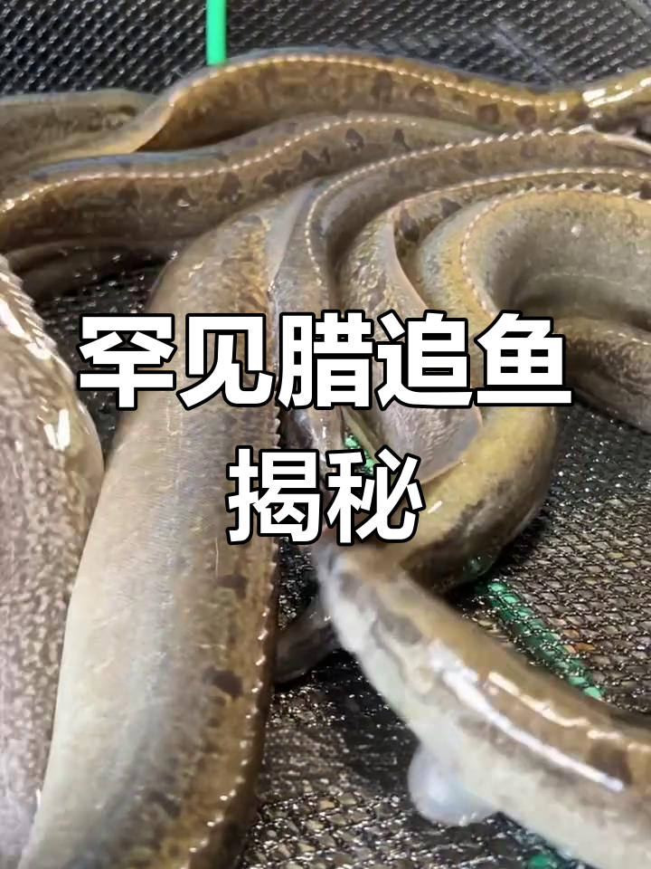 腊追鱼:客家人称“猪麻锯”,稀有野生刺鳅揭秘