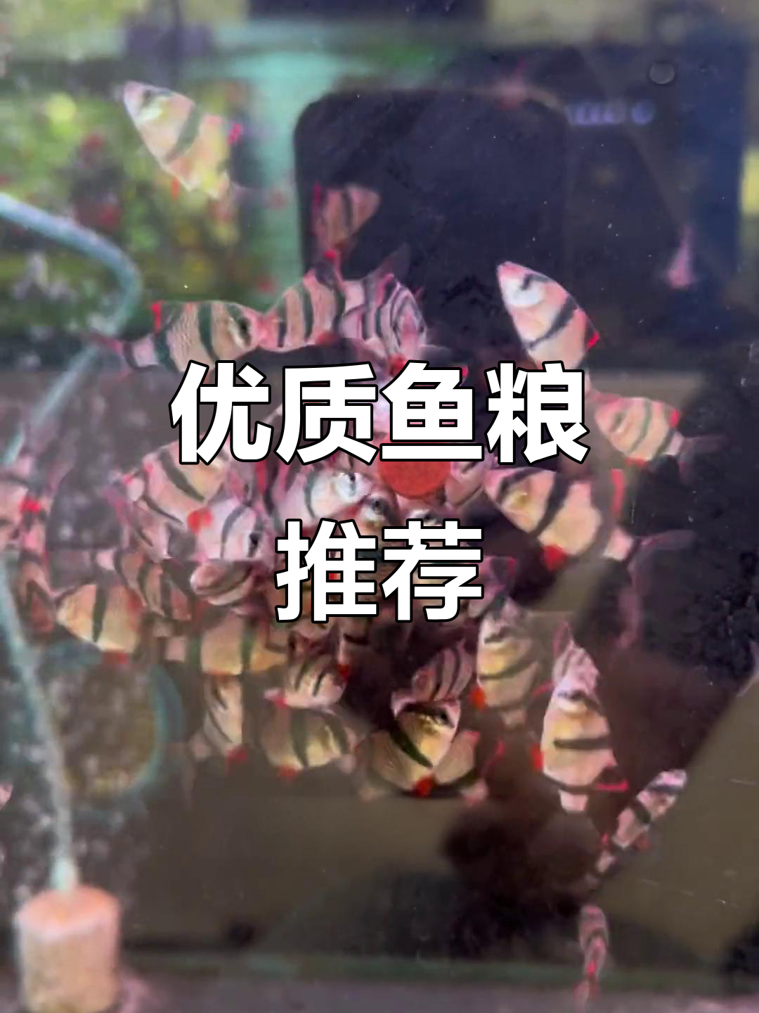 想让鱼儿色彩鲜艳?选这款高蛋白虾红素鱼粮!