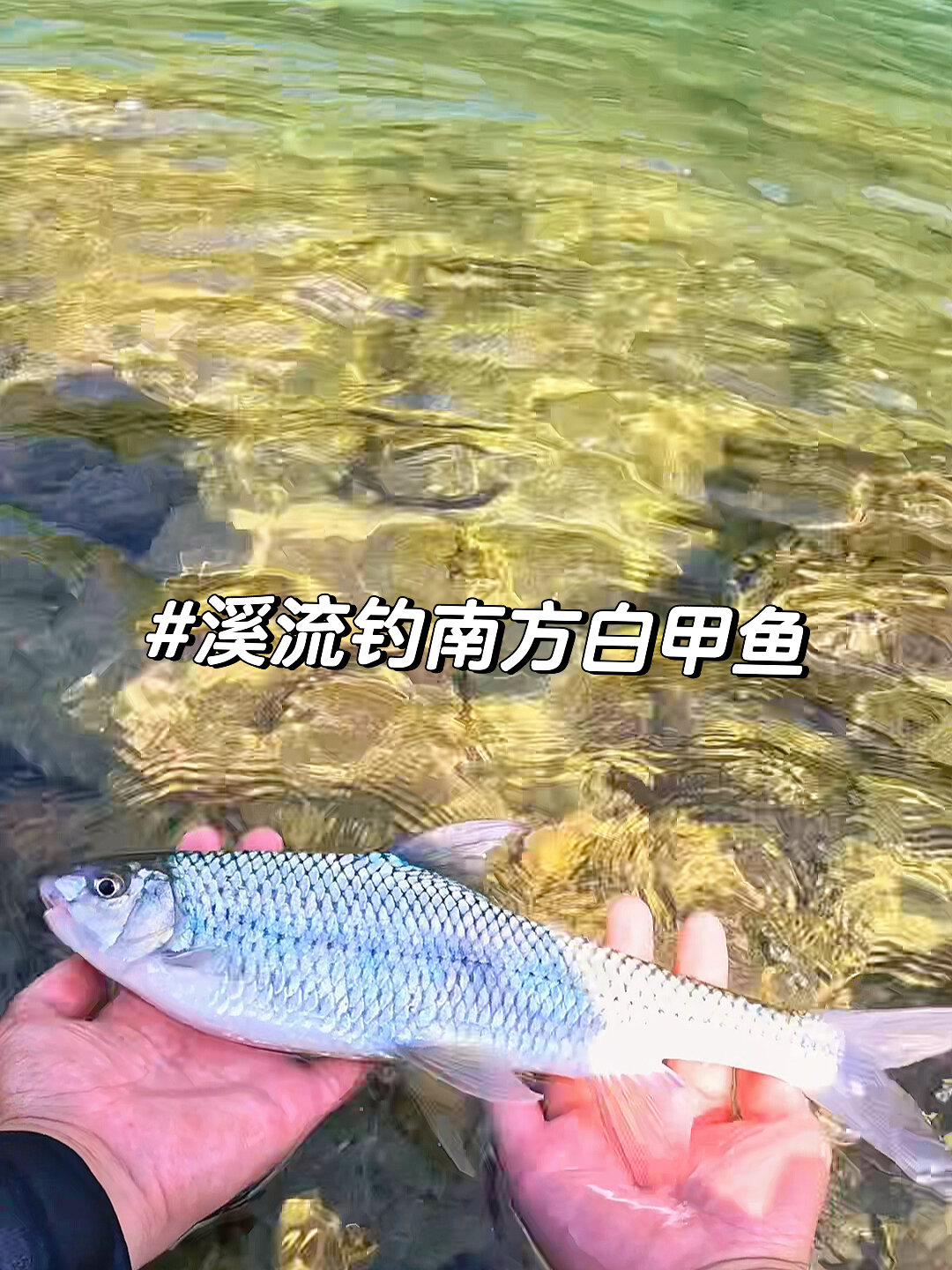 第一视角沉浸式钓鱼|溪流钓南方白甲鱼