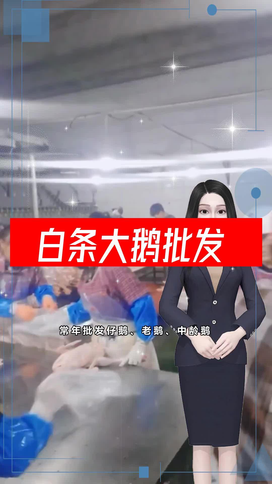 批发白条大鹅 炒鹅 白条鹅