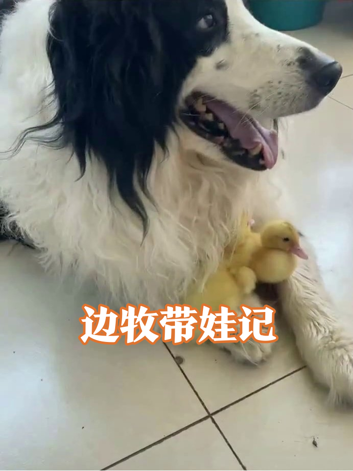 边牧化身超级奶爸,小鸭子把狗肚子当“移动温床”