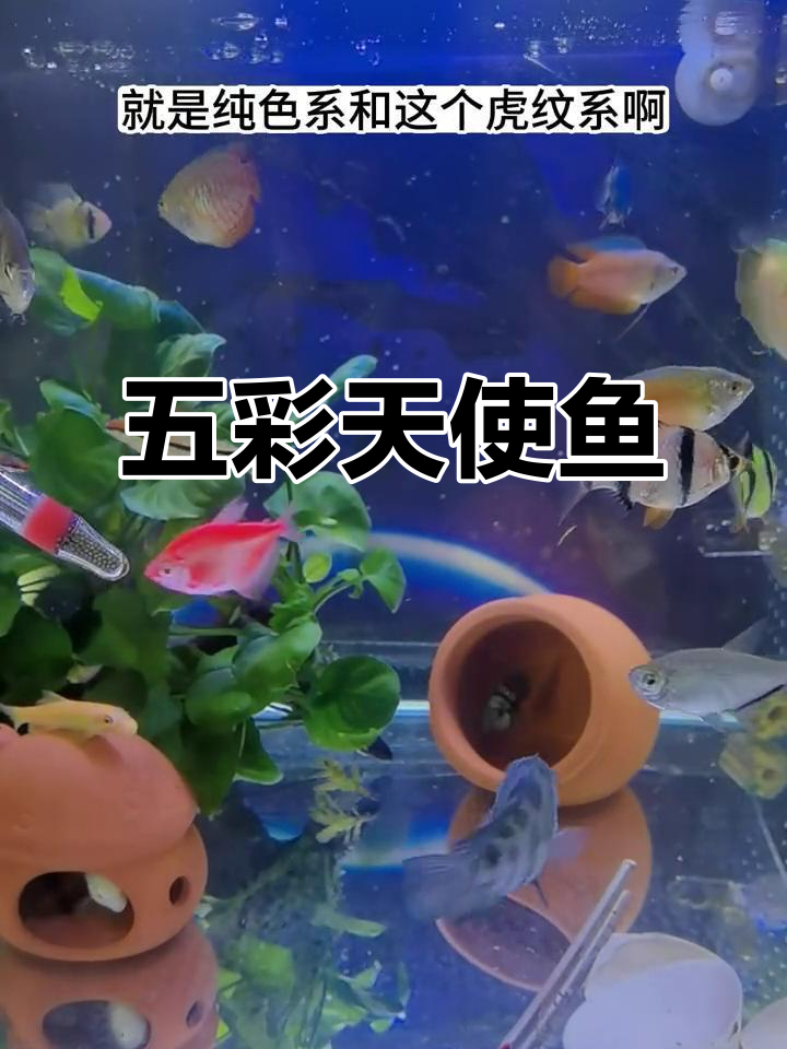 天使鱼色彩丰富,持久不褪色,让你的水族箱五彩斑斓