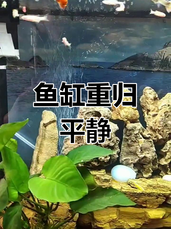 隔离黑尾大勾后,鱼缸恢复宁静,斑马灯鱼和谐共处