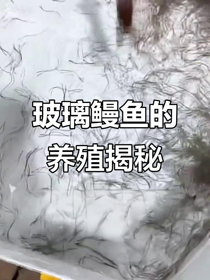 鳗鱼养殖的独特挑战：从野生捕捞到人工筛选