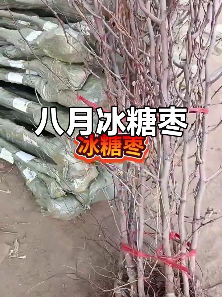 冰糖枣：八月份脆甜大果，核小肉厚超满足