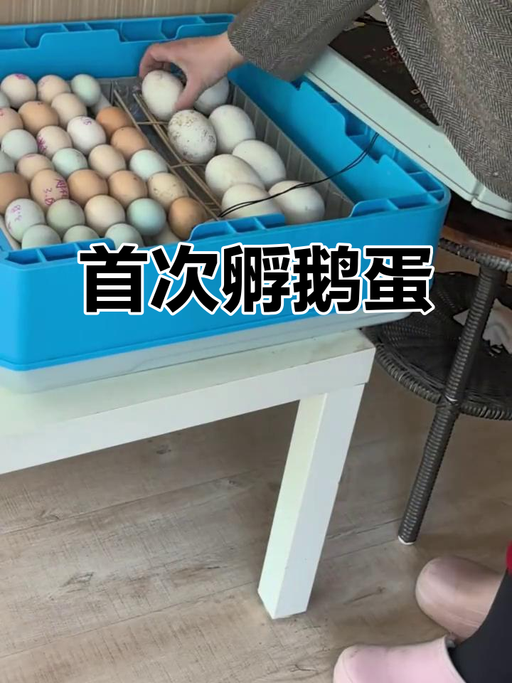 第一次孵化鹅蛋，期待小生命破壳的惊喜！