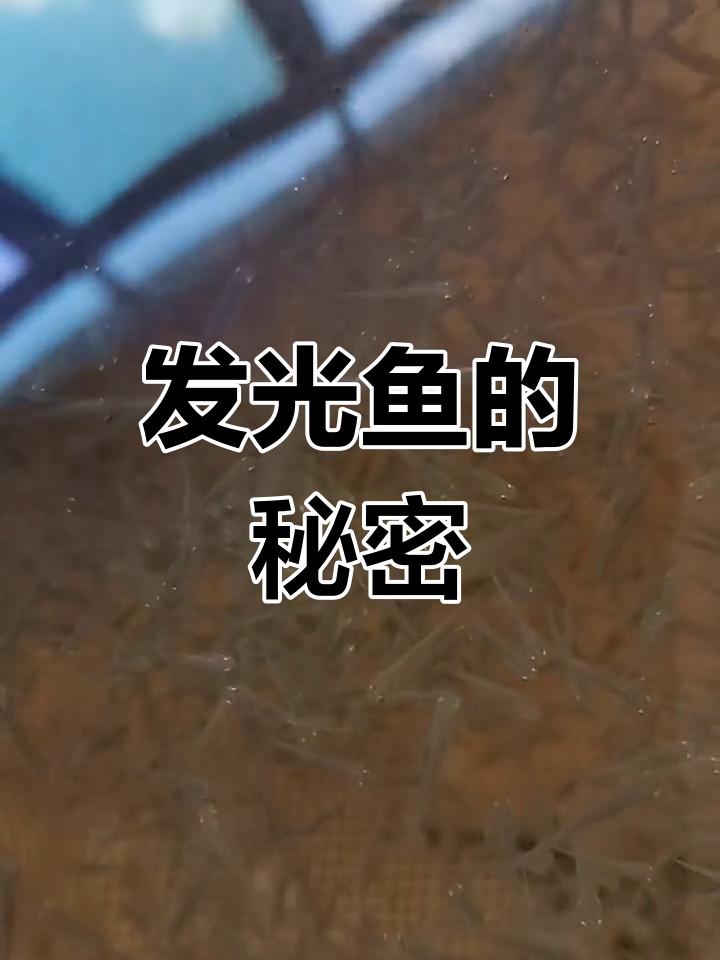 光鱼,眼睛闪亮如星辰,福建人亲切称其为军鱼