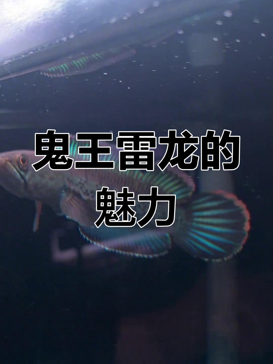 鬼王雷龙:蓝宝石般的神秘生物