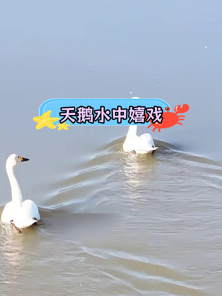 湖中天鹅优雅戏水,画面如诗