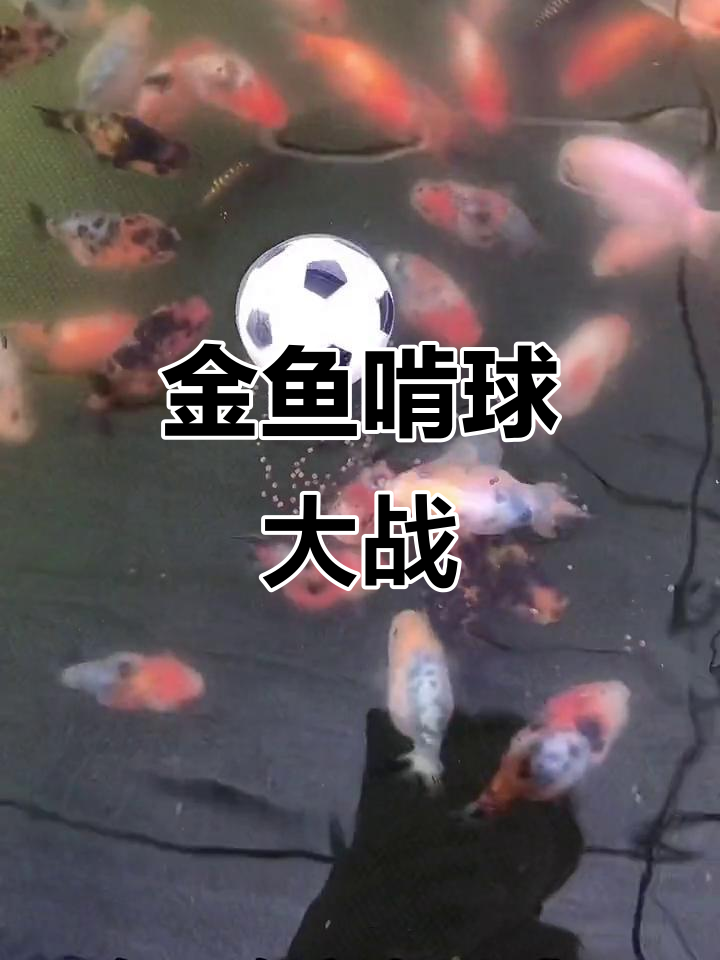 鱼友们的奇思妙想,兰寿金鱼追足球大作战