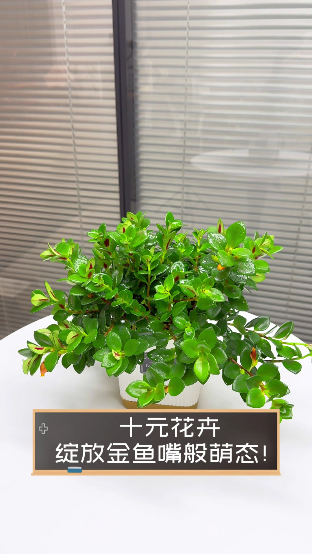 十元花卉,绽放金鱼嘴般萌态!