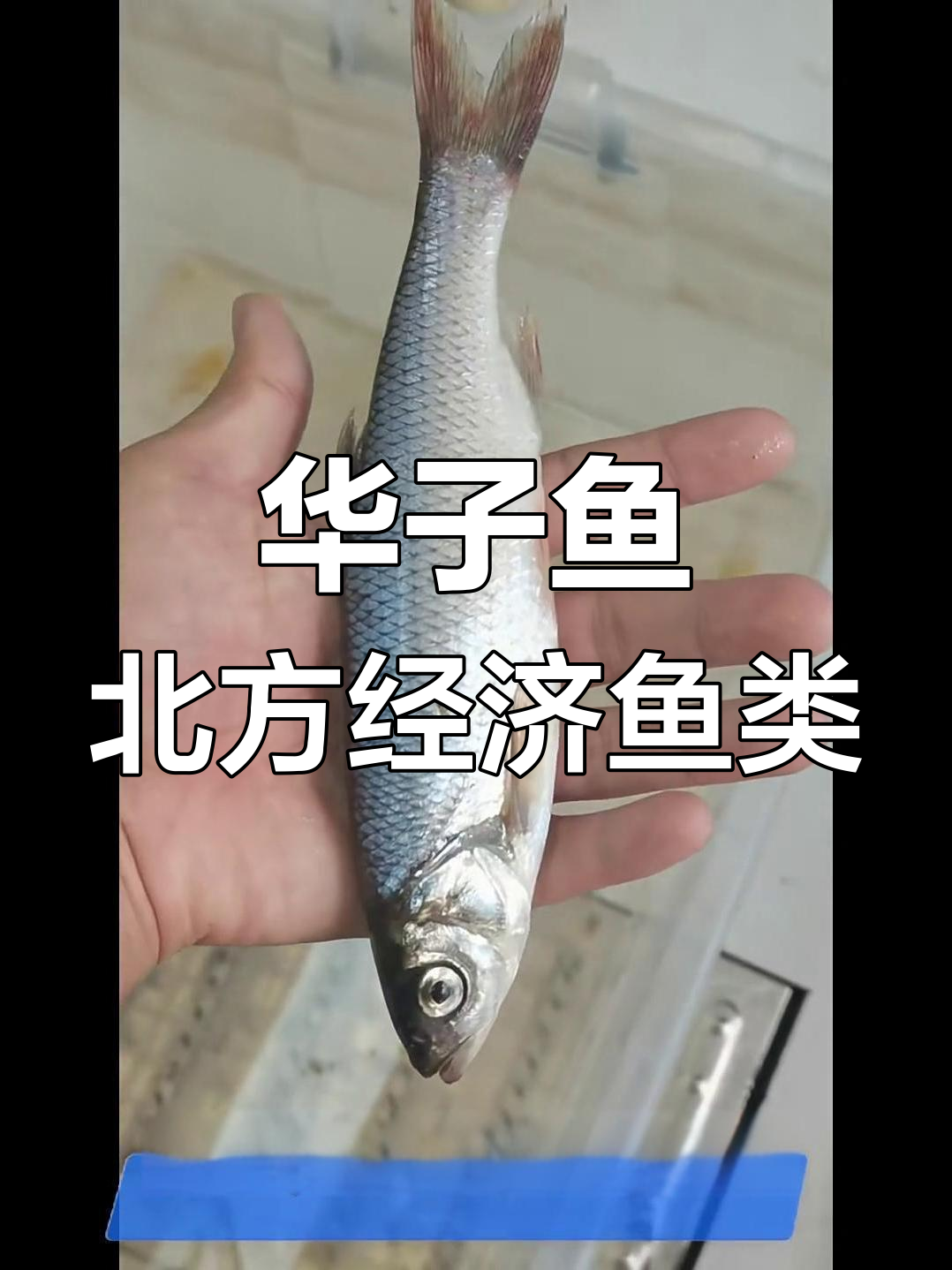 瓦氏亚罗鱼:北方重要经济鱼类,肉质鲜嫩却易破