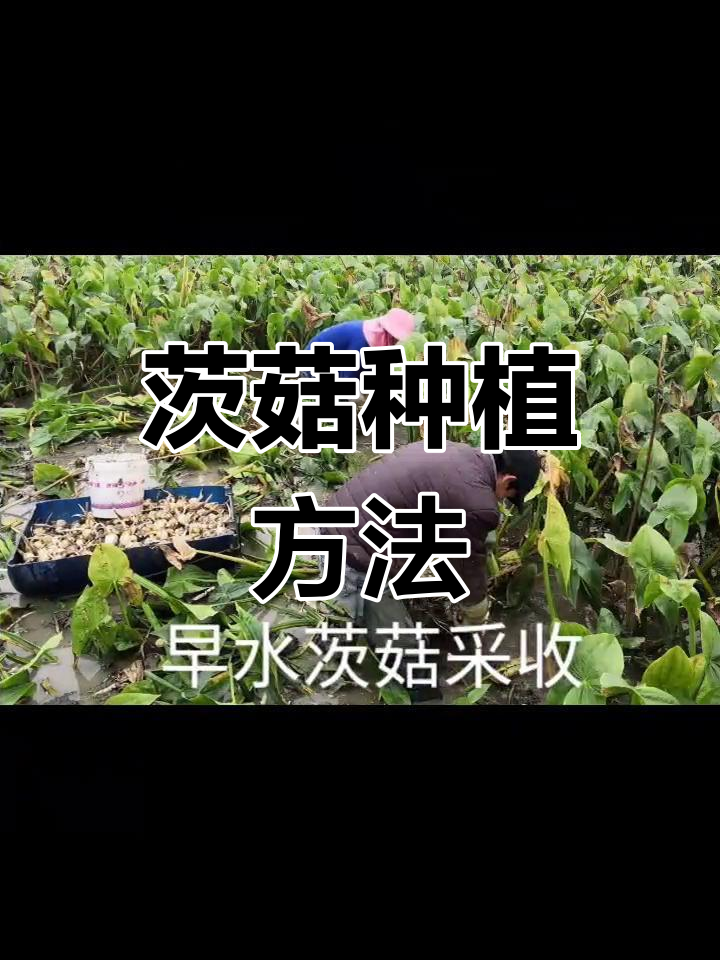 水生蔬菜茨菇种植技巧