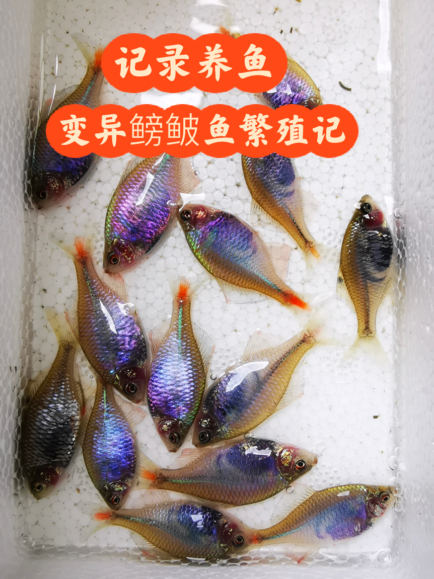 记录养鱼 变异鳑鲏鱼繁殖记