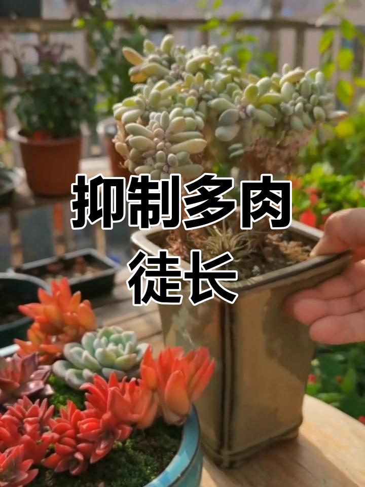 多肉植物如何防止徒长,促进爆芽生长
