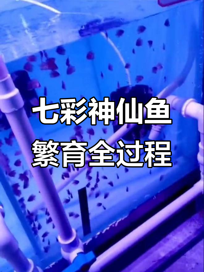 七彩神仙鱼繁殖揭秘:从雪地图到阿兰卡,苗儿成长全纪录