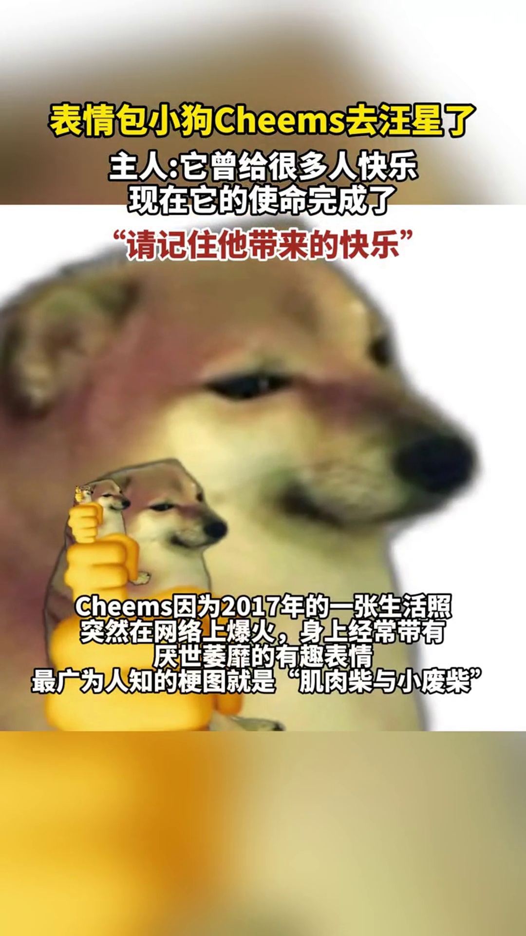 表情包小狗Cheems去汪星了,Cheems主人:它曾给很多人快乐现在它的使命完成了。“请