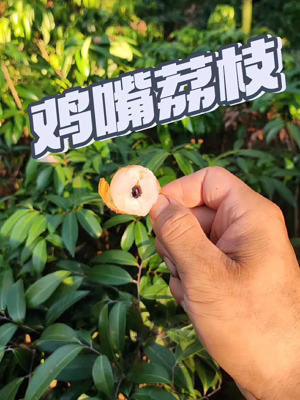 这个荔枝品种品质一点不比合江带绿差,但是没啥名气不好卖,我认为最少值10块钱一斤!我的农村