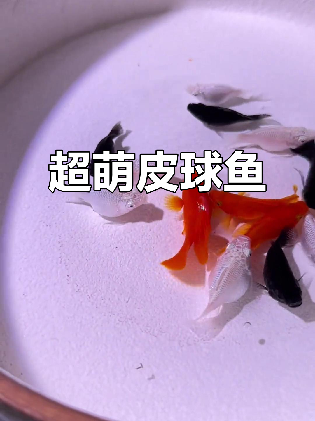 皮球鱼超萌,生小鱼无需孵化,一次能产几十条!