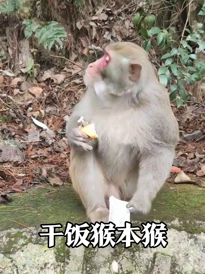 猴哥干饭名场面:左手面包右手袋,护食姿势太真实