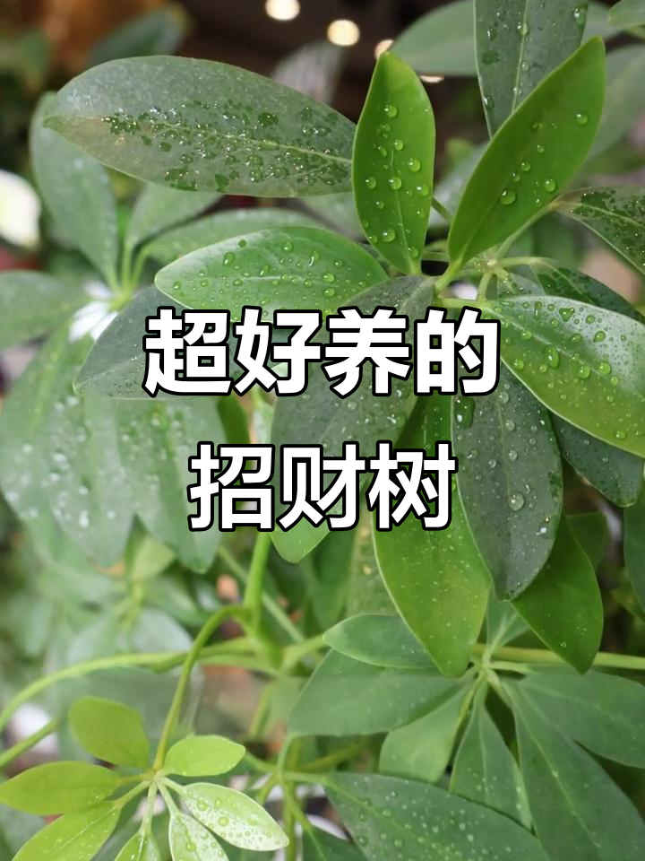 招财树养护全攻略，轻松搞定光照和浇水