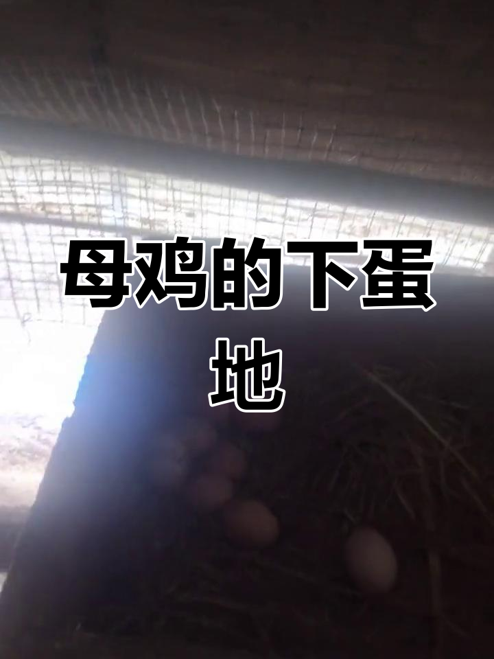 母鸡下蛋的秘密地方