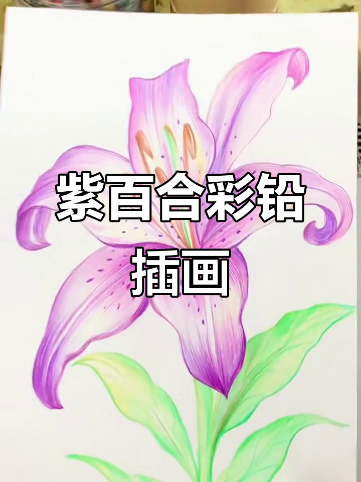 紫色百合花彩铅插画,治愈系色彩练习