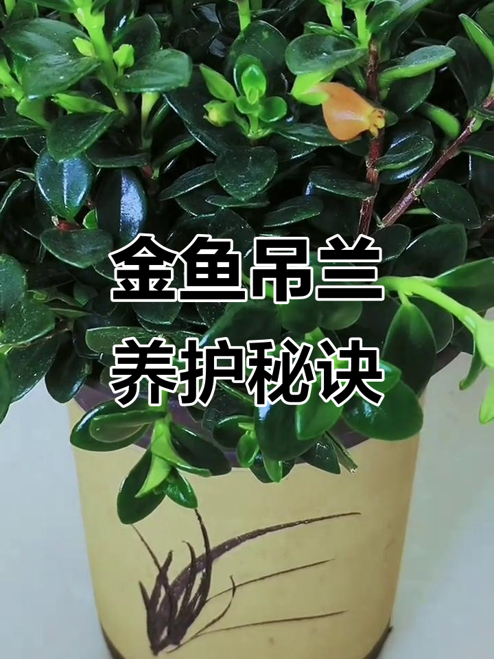 金鱼吊兰养护全攻略:从营养到催花技巧,轻松打造爆盆小