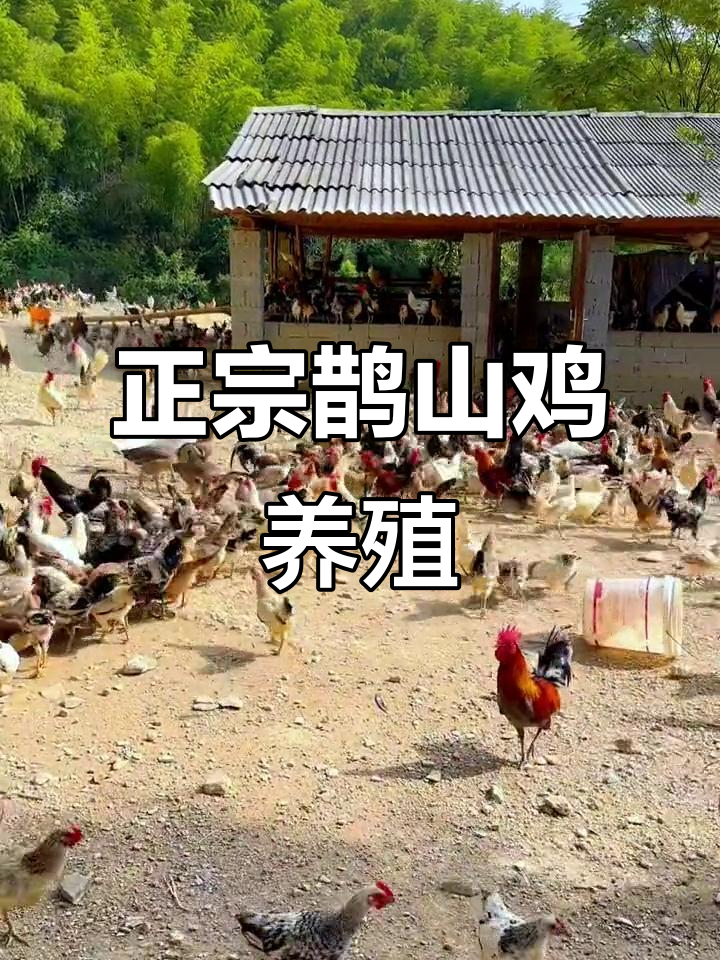 探访正宗鹊山鸡养殖基地,了解其独特魅力