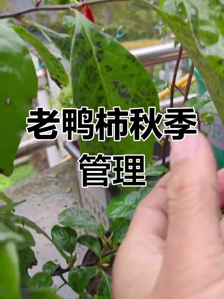 落叶季节,老鸭柿正常掉叶,芽苞健康就好