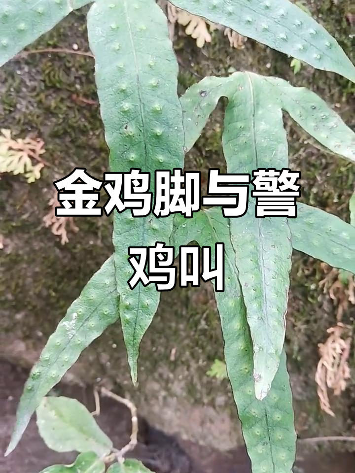 金鸡脚:CA抗人引睛,警鸡叫声大揭秘