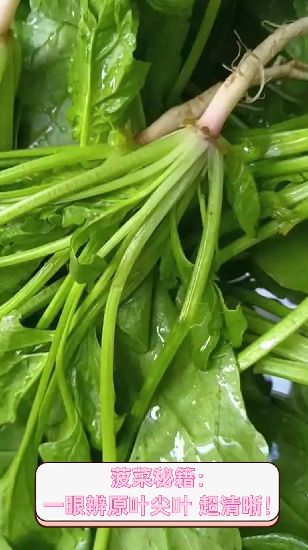 菠菜秘籍:一眼辨原叶尖叶,超清晰!