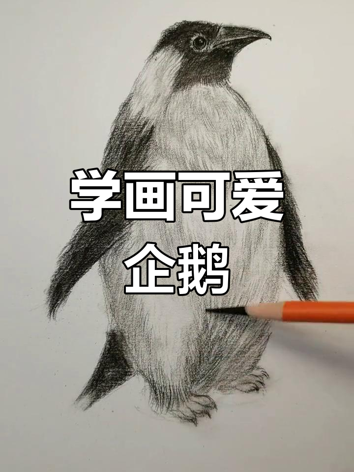 企鹅素描教程,轻松掌握海洋之舟的绘制技巧