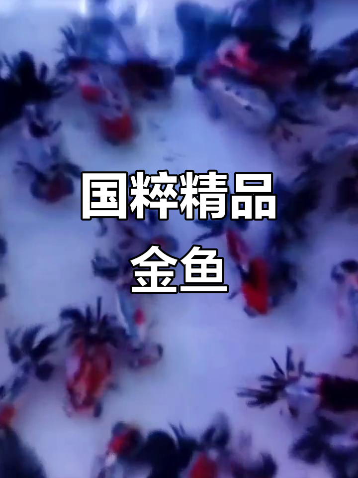 传承国粹金鱼,水泡、寿星头与龙睛尽显魅力
