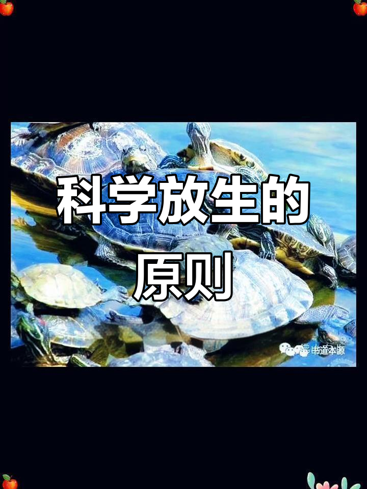 放生需谨慎,选择合适种类,回向冤亲债主至关重要