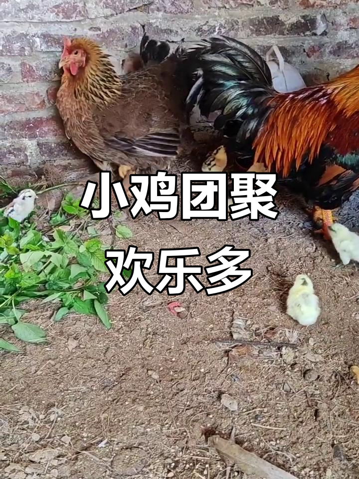 小鸡一家大团圆,热闹非凡!