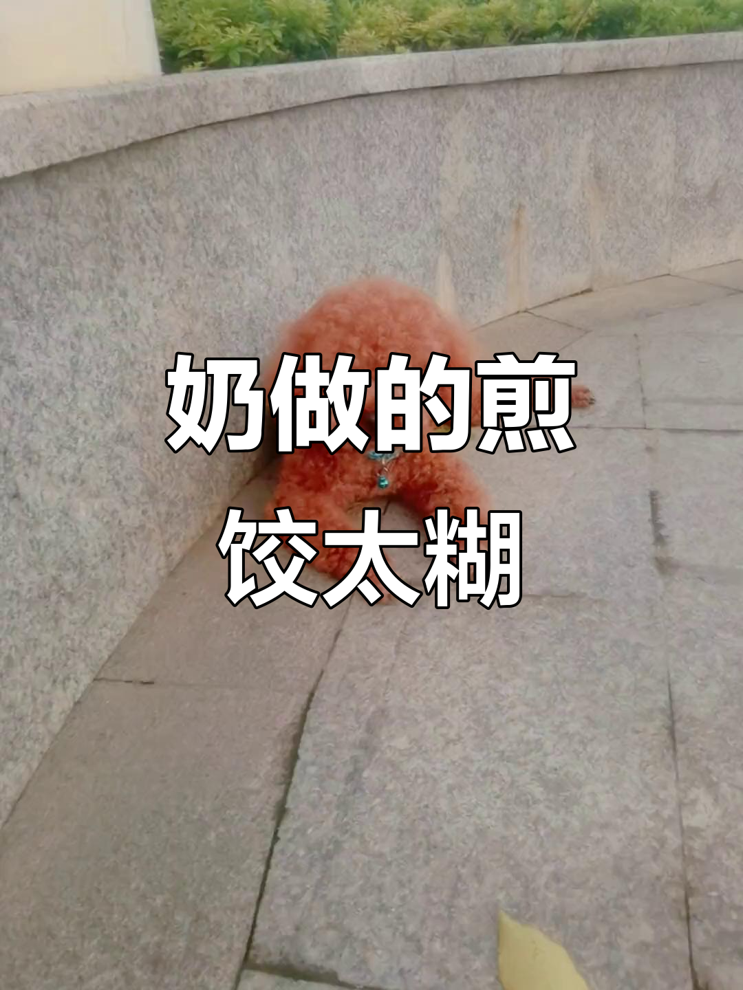 奶奶的煎饺糊了,泰迪宝贝却不肯吃