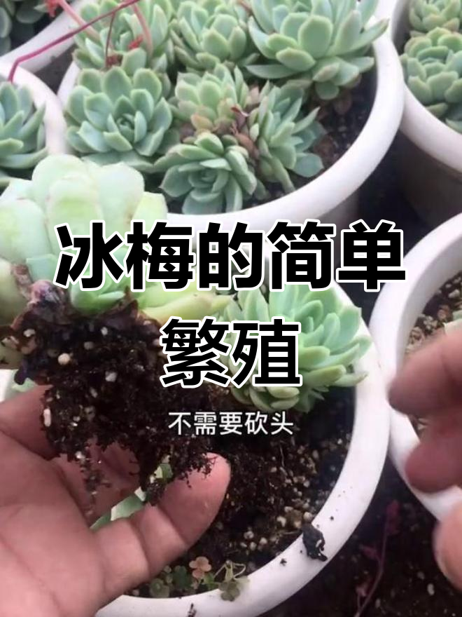 冰梅多肉繁殖轻松搞定,快速变群生